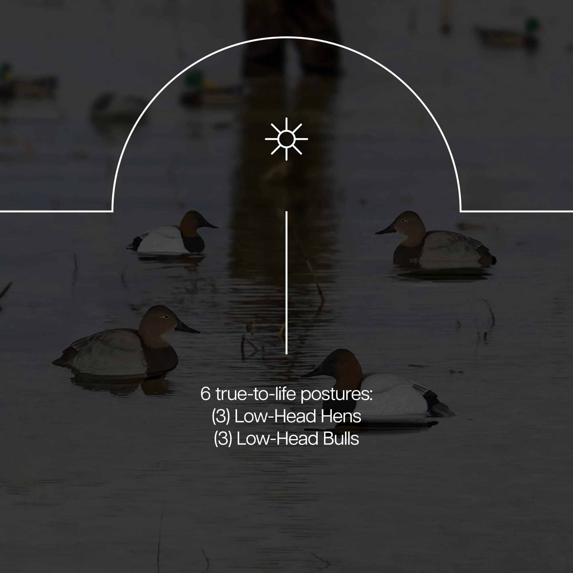 Avian-X Topflight Canvasback Duck Decoys, Set of 6, Realistic Floating Hunting Decoys with Weight-Forward Swim Keel, Multicolor, AVX-AVX8086 - Image 4