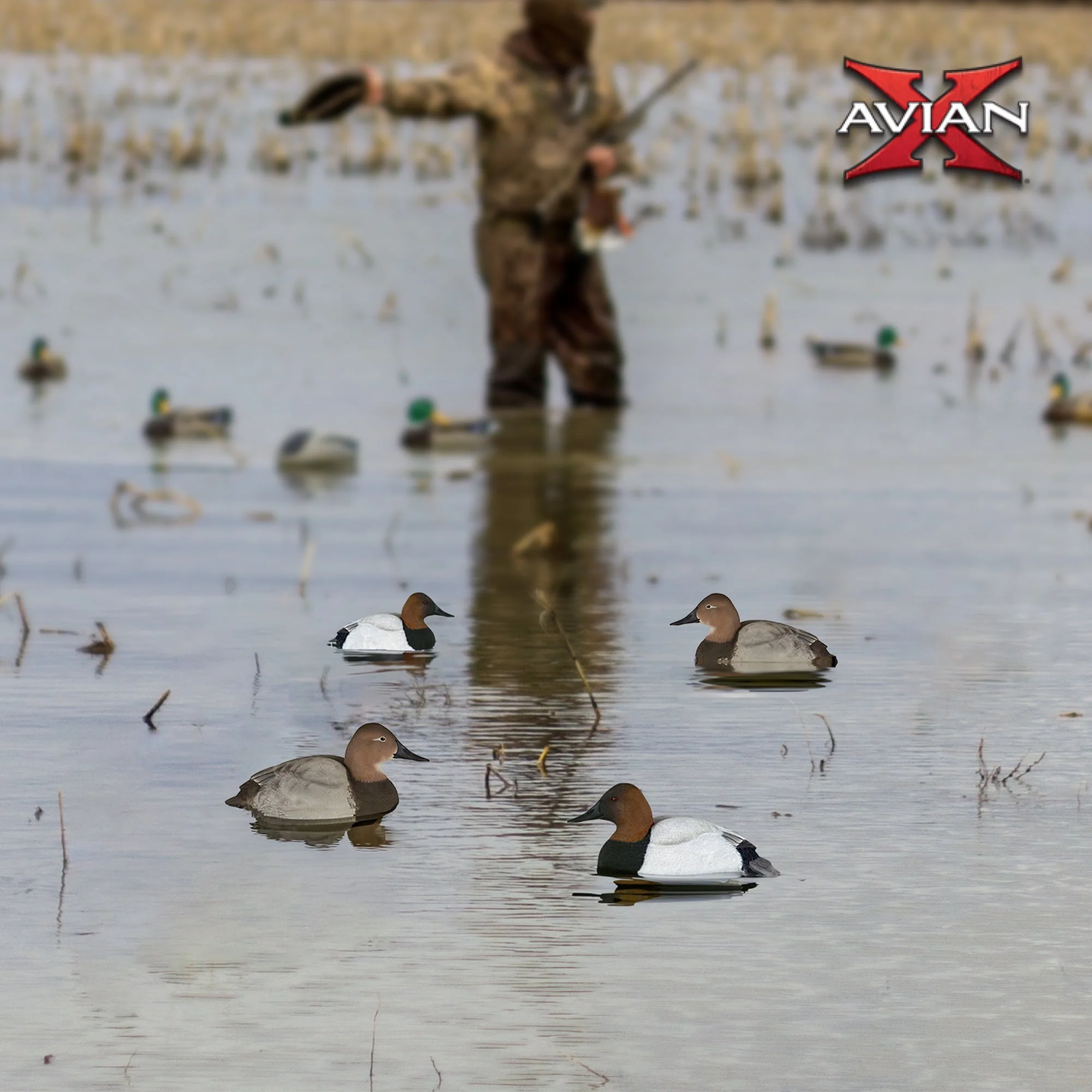 Avian-X Topflight Canvasback Duck Decoys, Set of 6, Realistic Floating Hunting Decoys with Weight-Forward Swim Keel, Multicolor, AVX-AVX8086 - Image 7