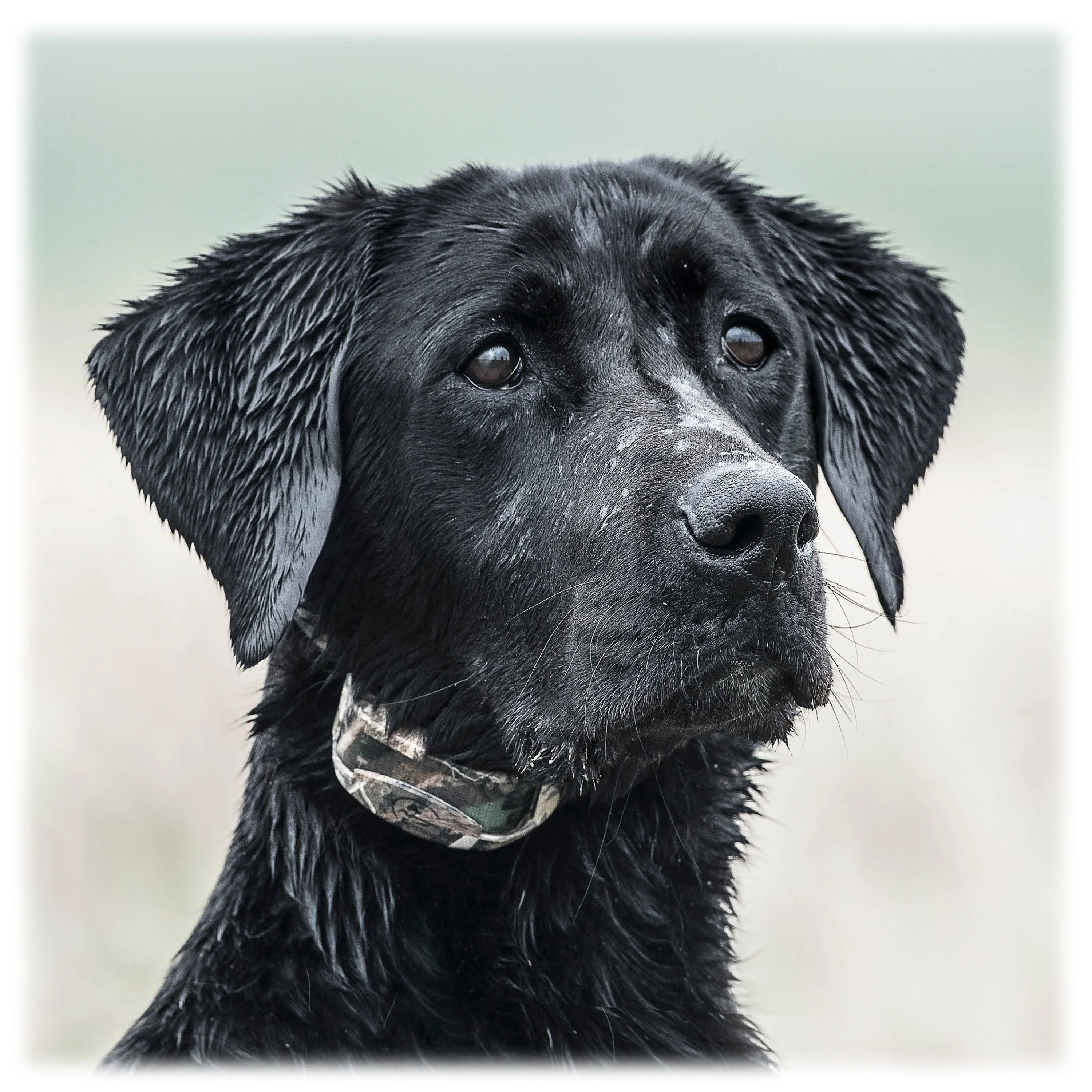 SportDOG Brand SDR-AC WetlandHunter 425X Add-A-Dog Collar - Image 2
